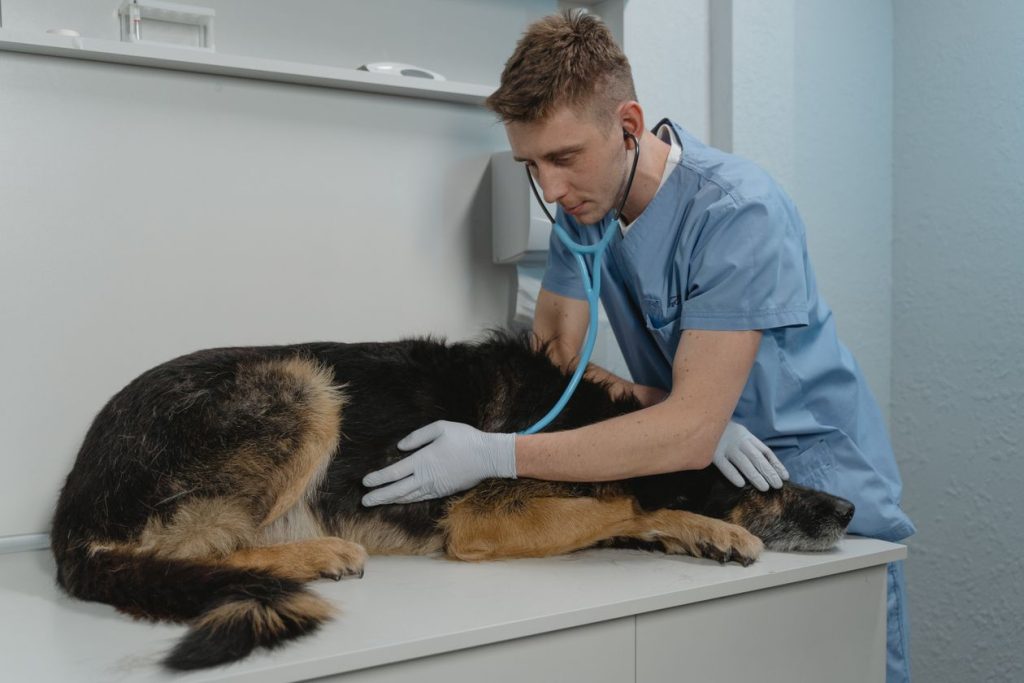 Veterinarian in blue scrubs examining a German shepherd on a clinic exam table, illustrating a local clinic testing whether brand search ads add bookings